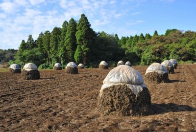 画像2: 千葉半立品種　素煎ピー（千葉・八街産）