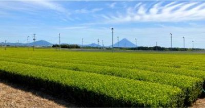 画像3: 秋仕立て「舌つずみ」　鹿児島県産