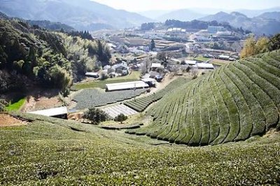 画像2: 山あい育ちの逸品　川根茶