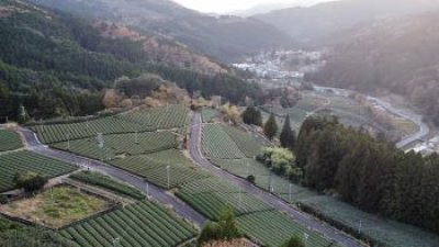 画像1: 山あい育ちの逸品　川根茶