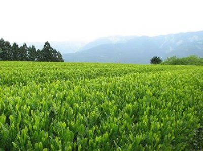 画像2: 山あいの銘茶　天竜の茶