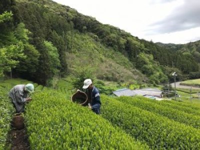 画像1: 山あいの銘茶　天竜の茶